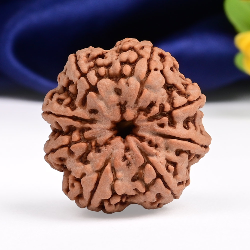 Collector 8 Mukhi from Nepal - XCIV