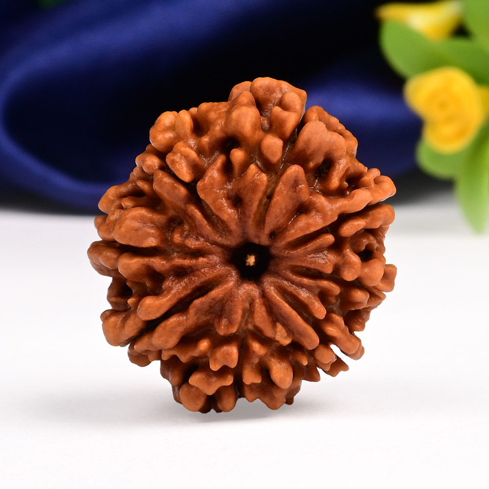 Collector 8 Mukhi from Nepal - XCV