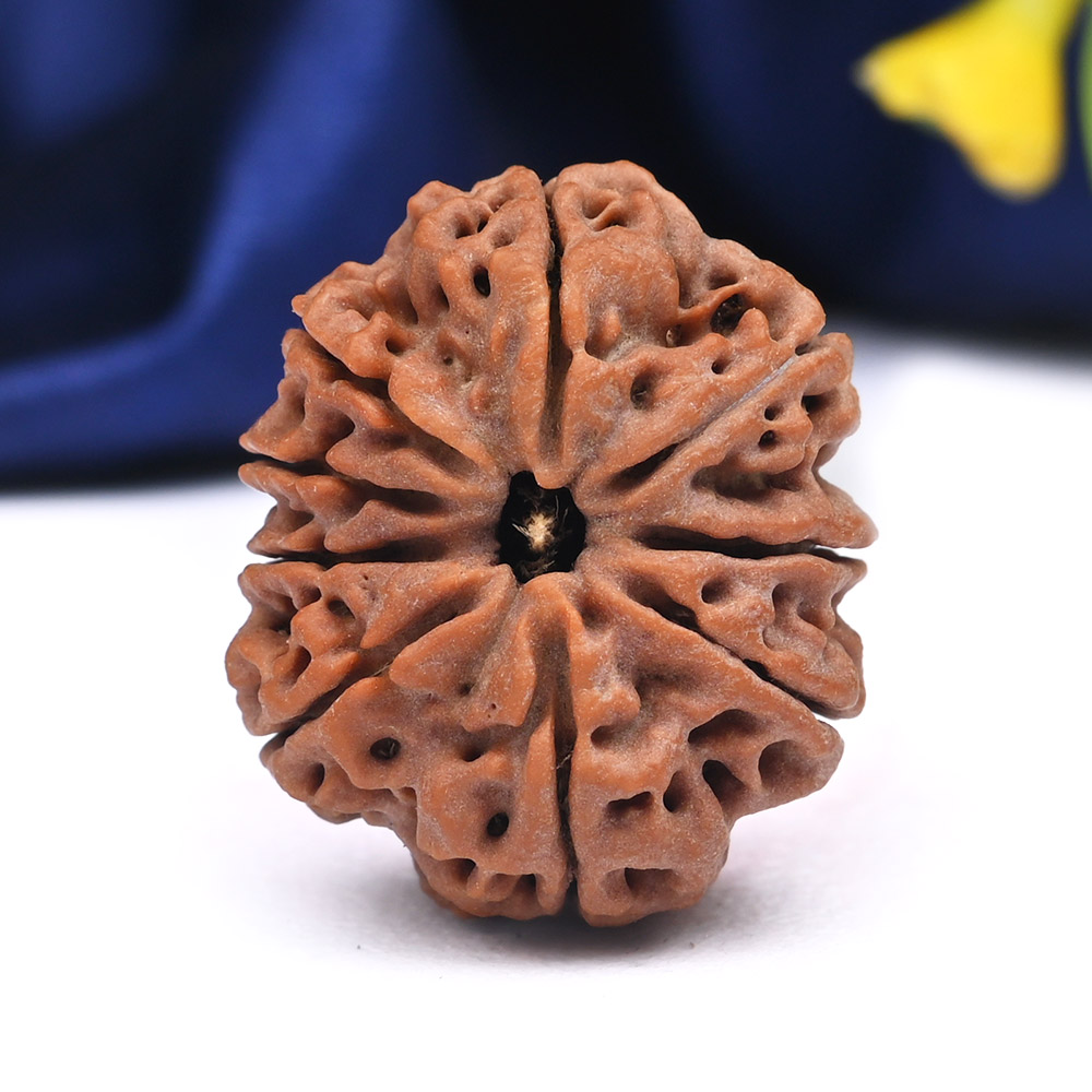 9 Mukhi from Nepal - DLVII