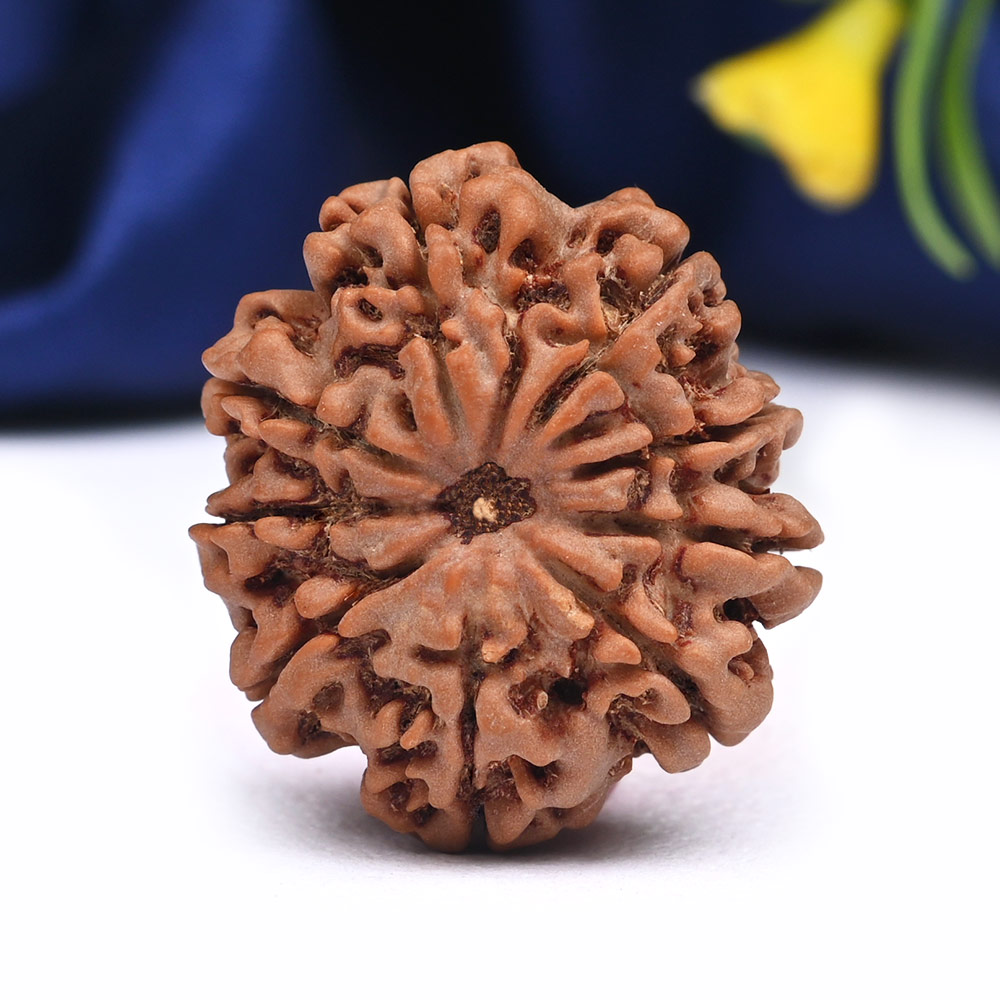 9 Mukhi from Nepal Large - CIX