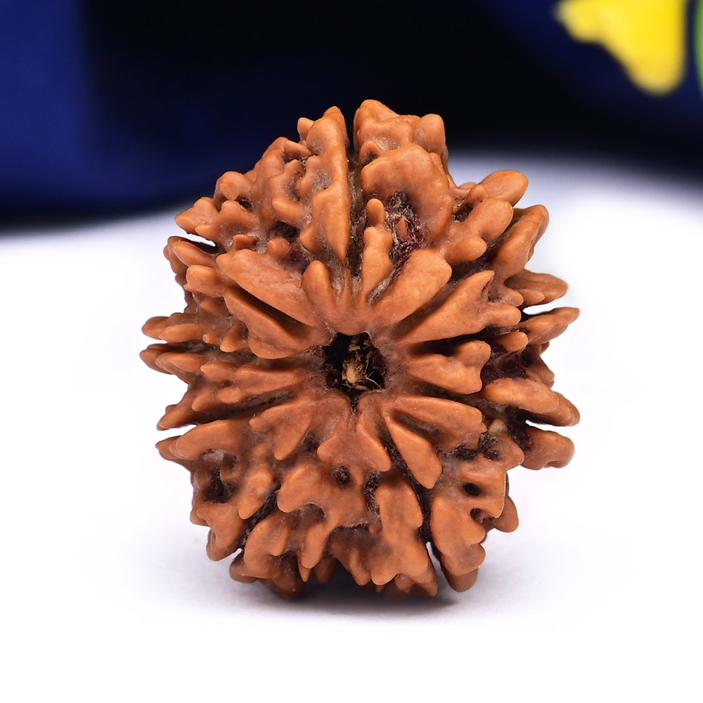 9 Mukhi from Nepal Large - CX