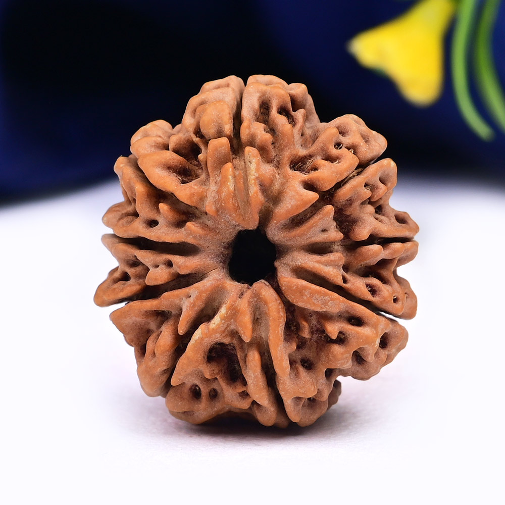 9 Mukhi from Nepal Large - CXII