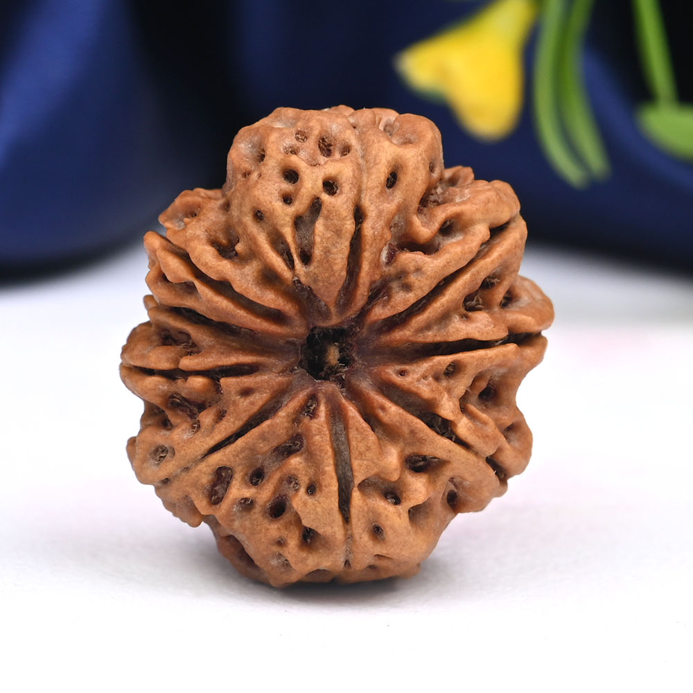 9 Mukhi from Nepal Large - CXIV