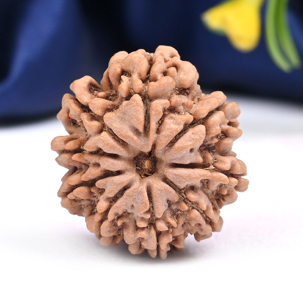 9 Mukhi from Nepal Large - CXV