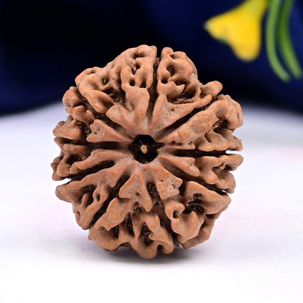 9 Mukhi from Nepal Large - CXVI