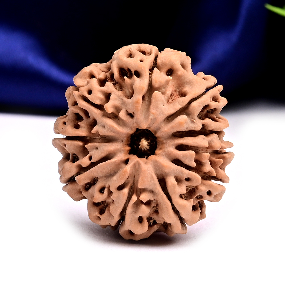 10 Mukhi from Nepal Large - CLXVIII