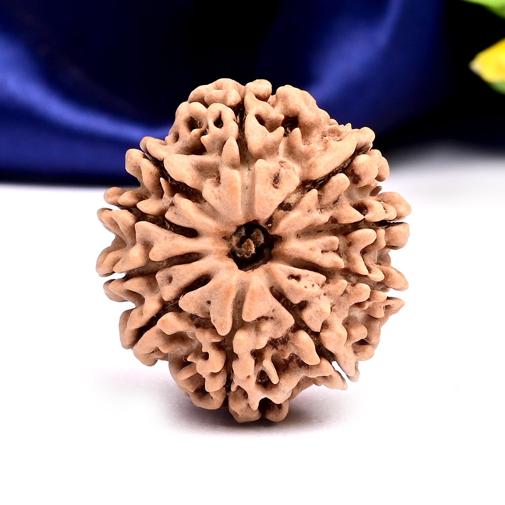 10 Mukhi from Nepal Large - CLXIX