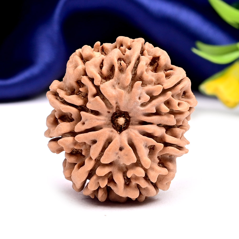 Collector 10 Mukhi from Nepal - LV