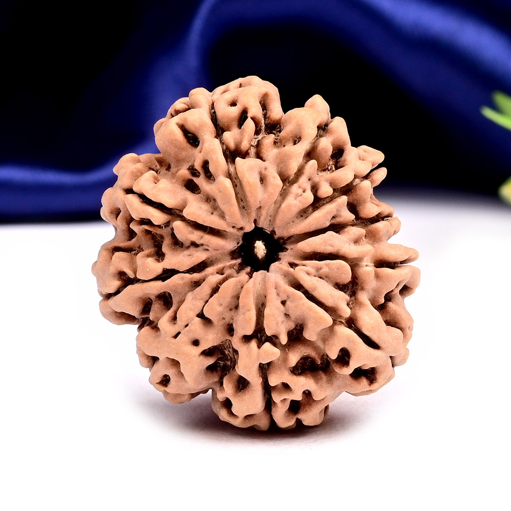 Collector 10 Mukhi from Nepal - LVII