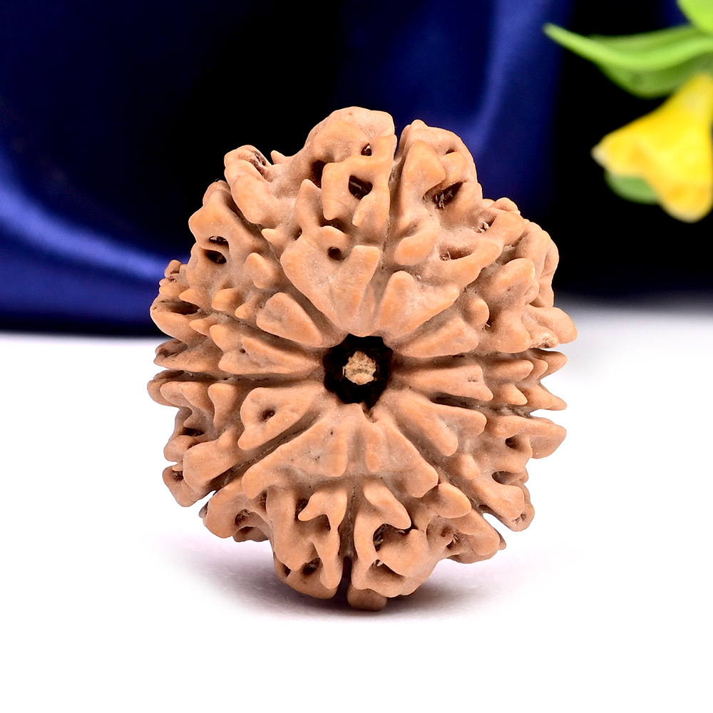 Collector 10 Mukhi from Nepal - LVIII