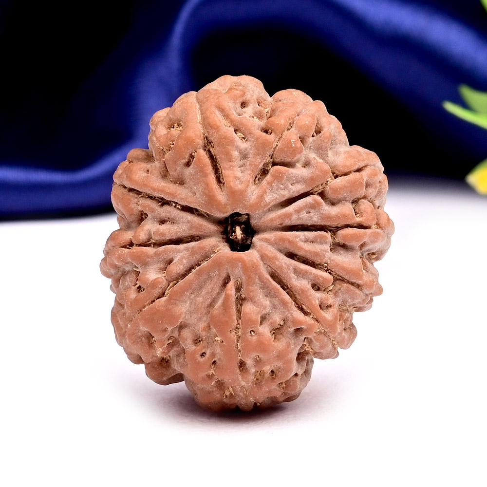 Collector 10 Mukhi from Nepal - LIX