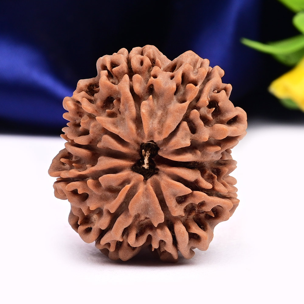 Collector 10 Mukhi from Nepal - LX