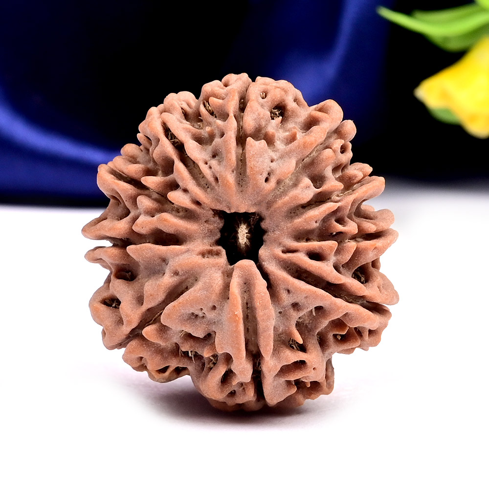 Collector 10 Mukhi from Nepal - LXI