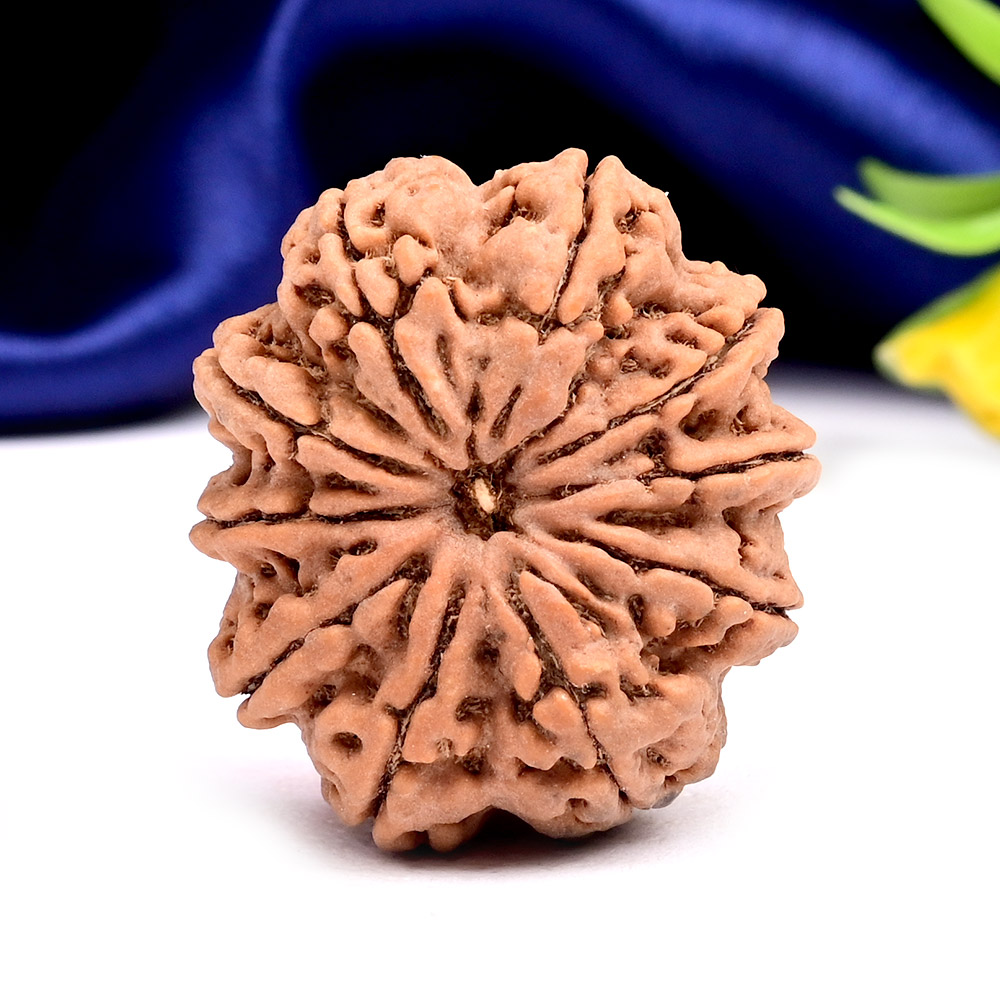 Collector 10 Mukhi from Nepal - LXII