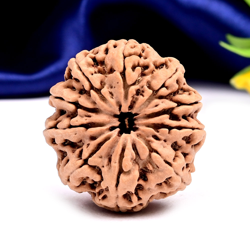 Collector 10 Mukhi from Nepal - LXIII