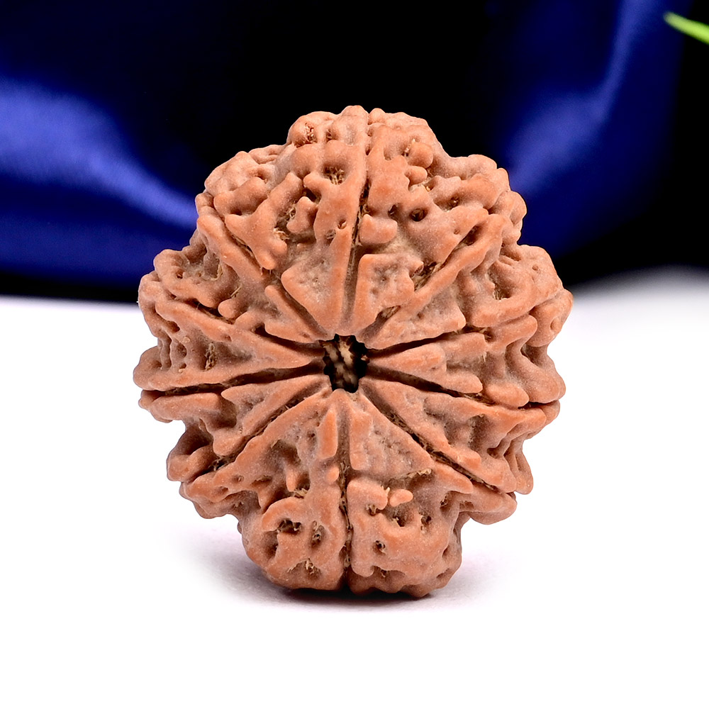 Collector 10 Mukhi from Nepal - LXIV