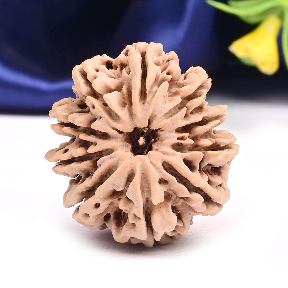 Collector 10 Mukhi from Nepal - LXV