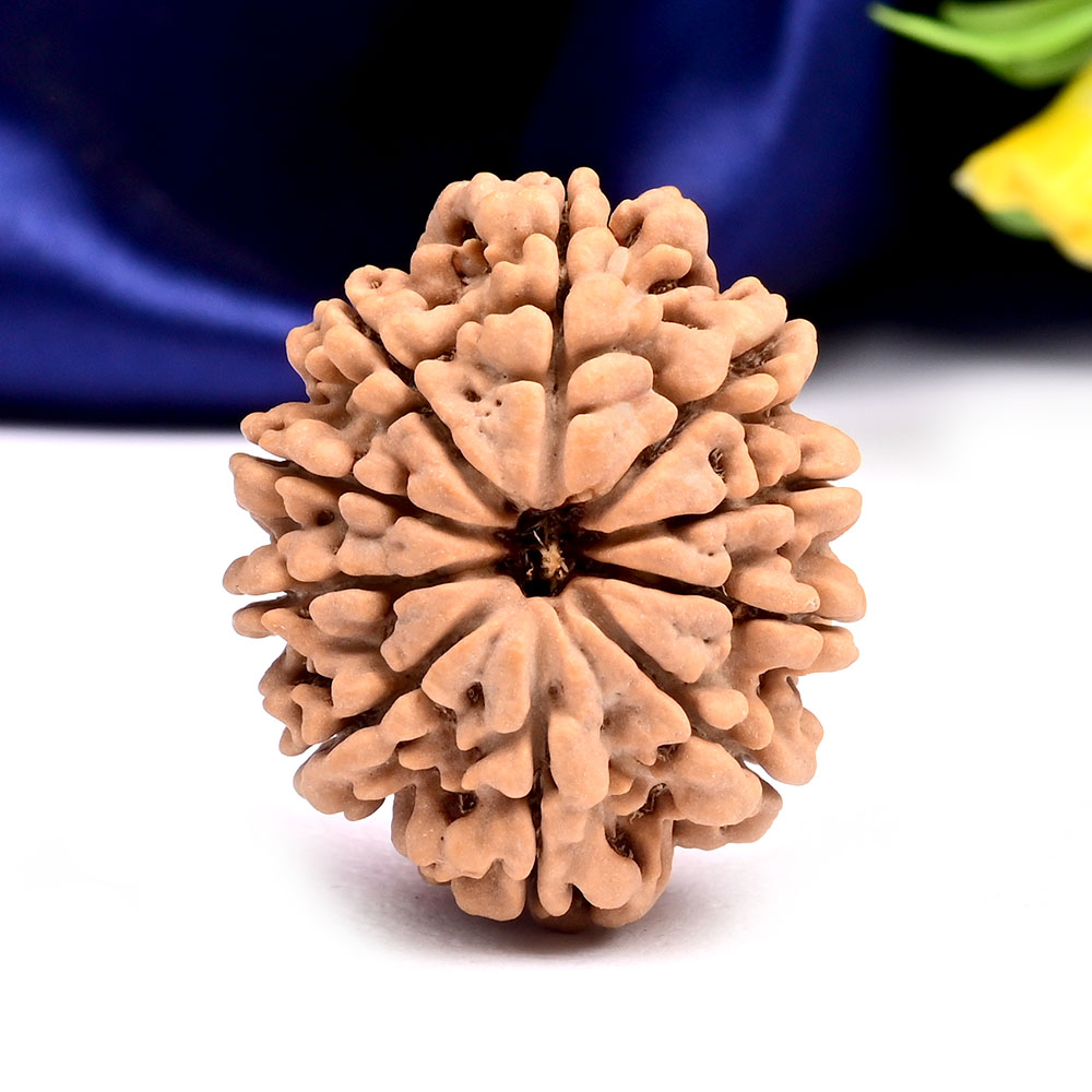 Collector 10 Mukhi from Nepal - LXVI