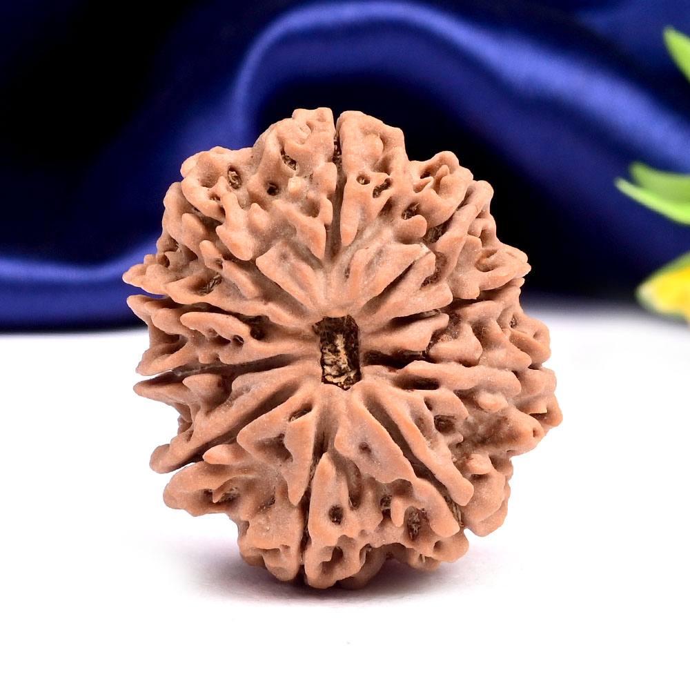 Collector 10 Mukhi from Nepal - LXVII