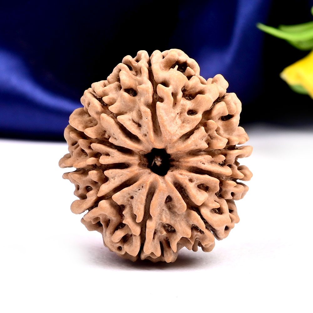 Collector 10 Mukhi from Nepal - LXVIII