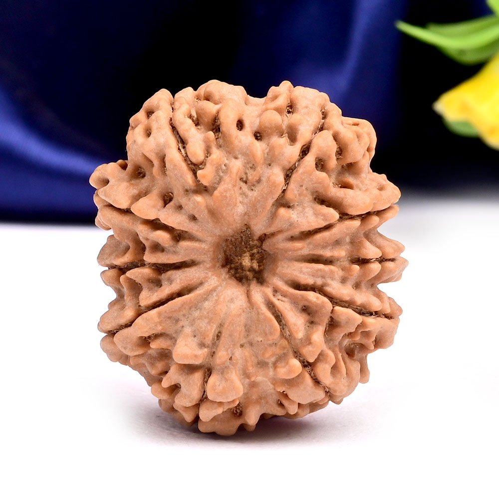 Collector 10 Mukhi from Nepal - LXIX