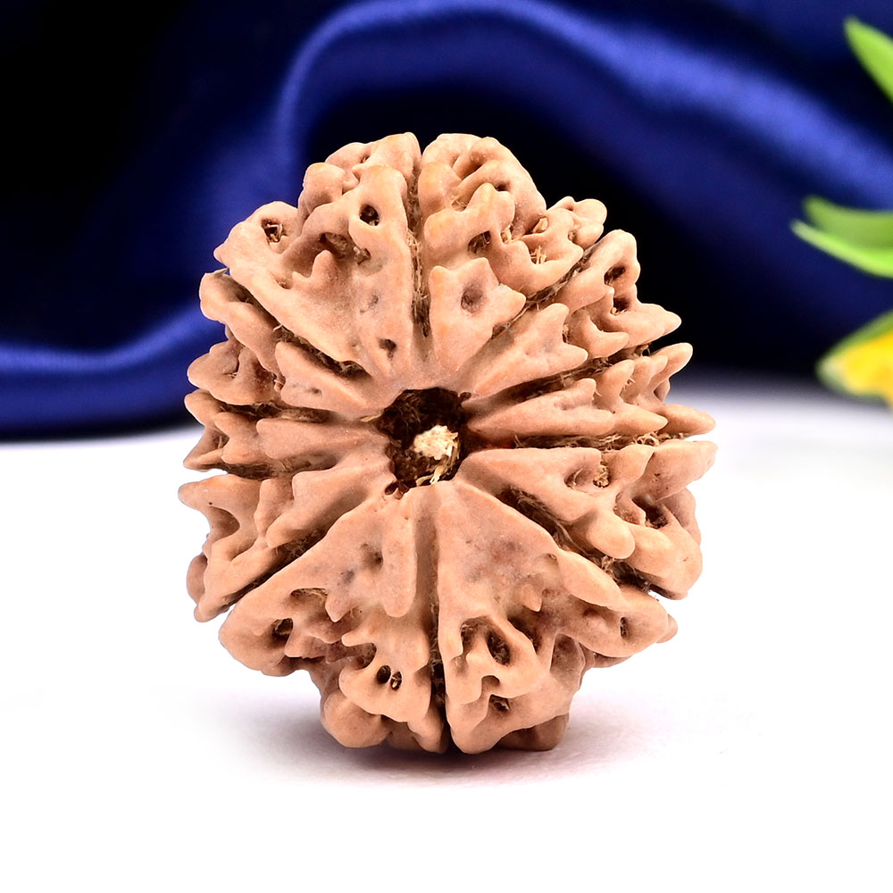 Collector 10 Mukhi from Nepal - LXX