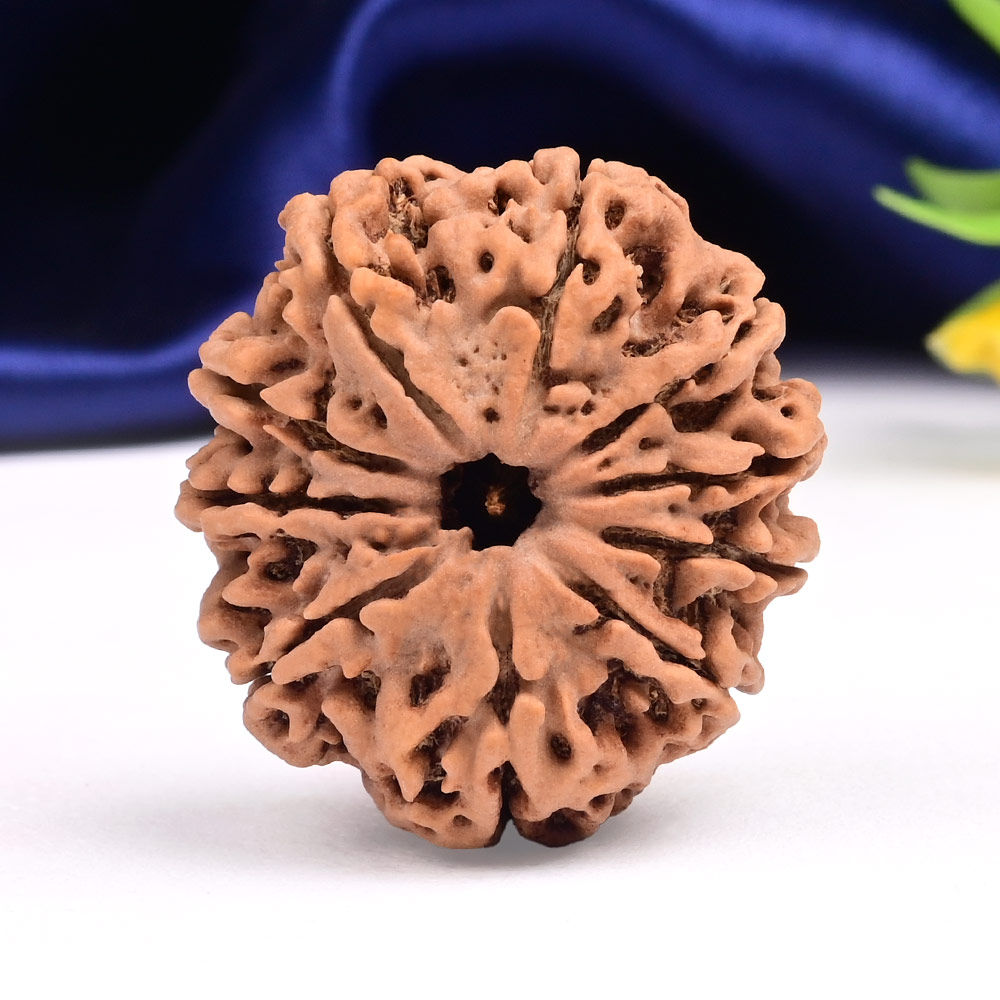 Collector 10 Mukhi from Nepal - LXXII