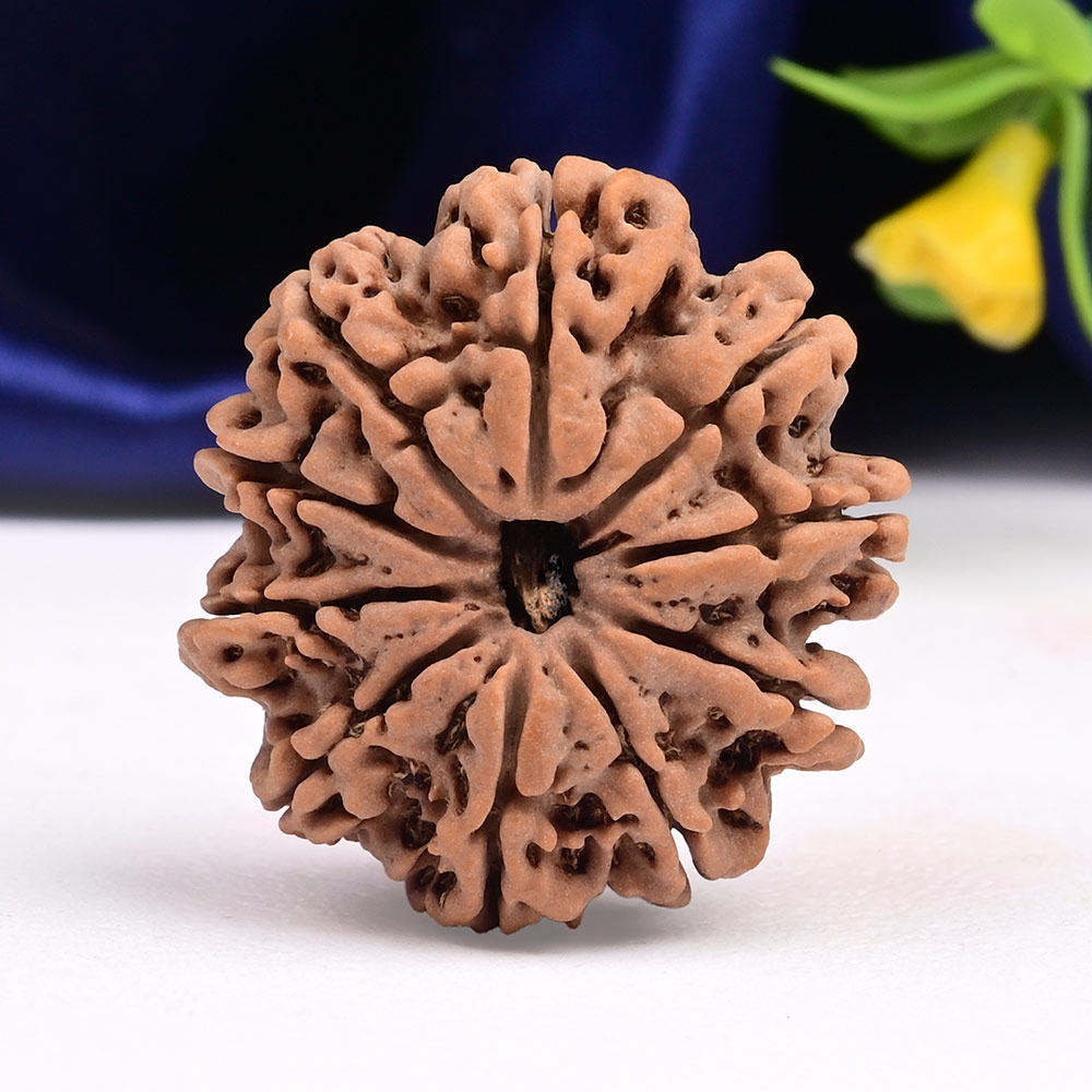 Collector 10 Mukhi from Nepal - LXXIII