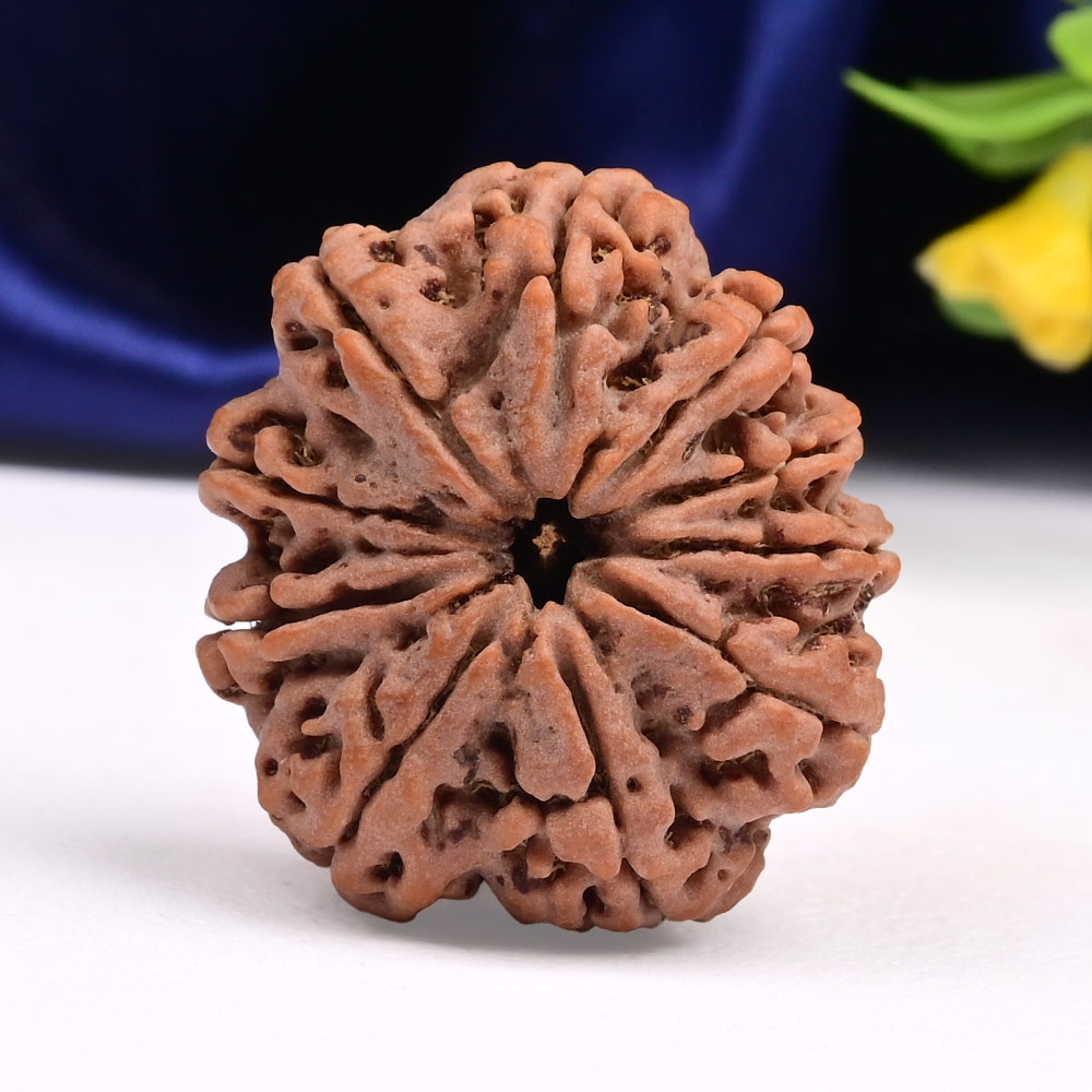 Collector 10 Mukhi from Nepal - LXXIV