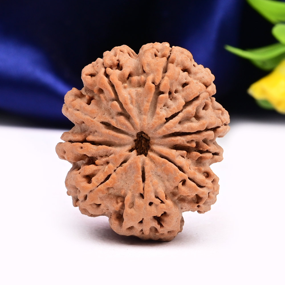 Collector 10 Mukhi from Nepal - LXXV