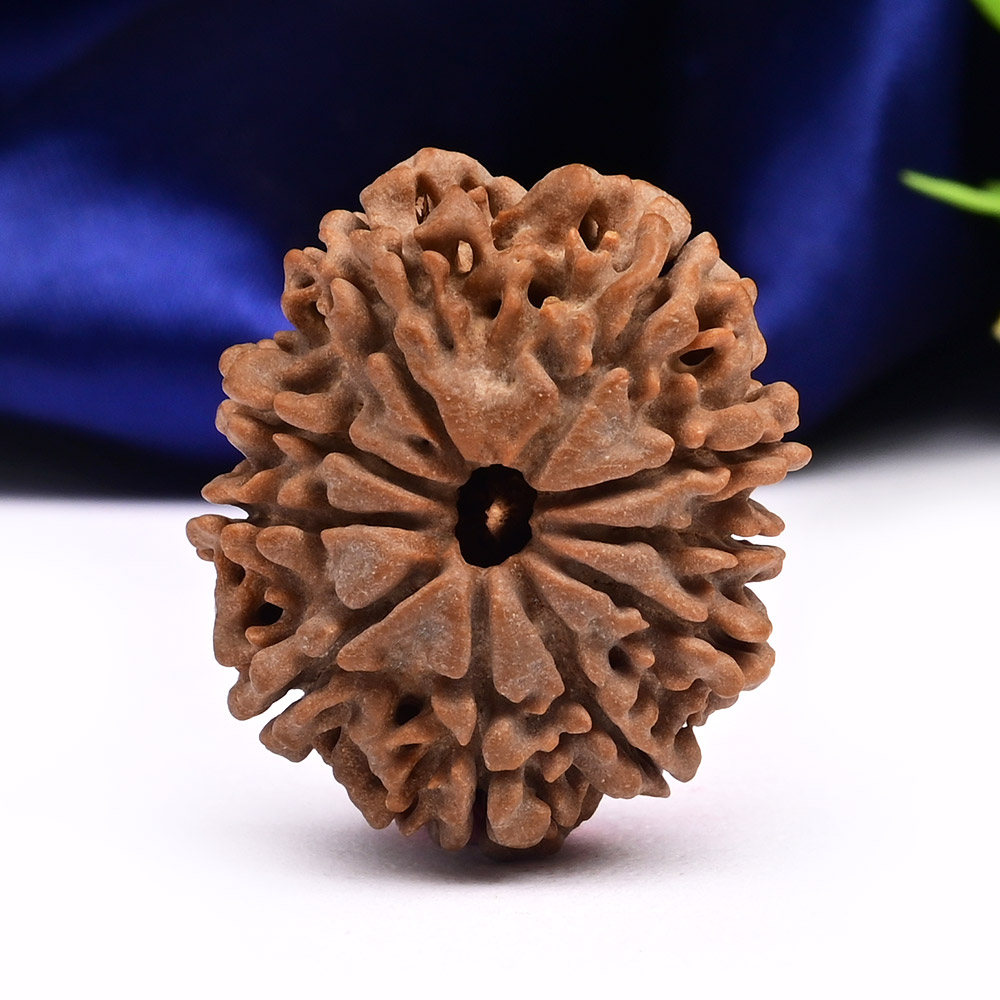 Super Collector 10 Mukhi from Nepal - XXXII