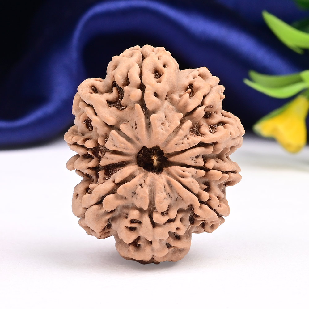 Super Collector 10 Mukhi from Nepal - XXXIII