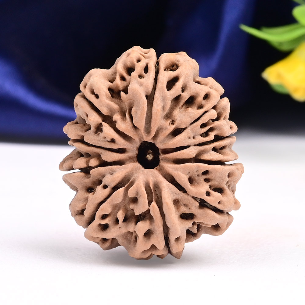 Super Collector 10 Mukhi from Nepal - XXXIV