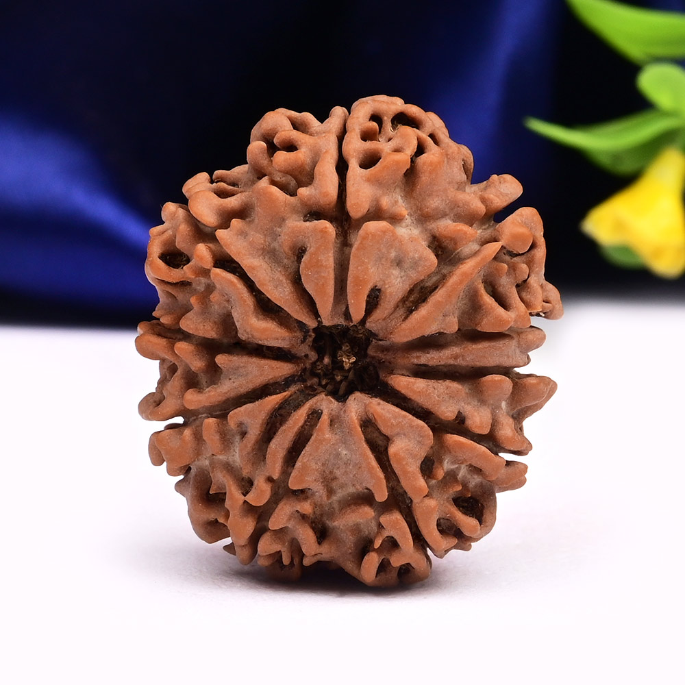 Super Collector 10 Mukhi from Nepal - XXXV