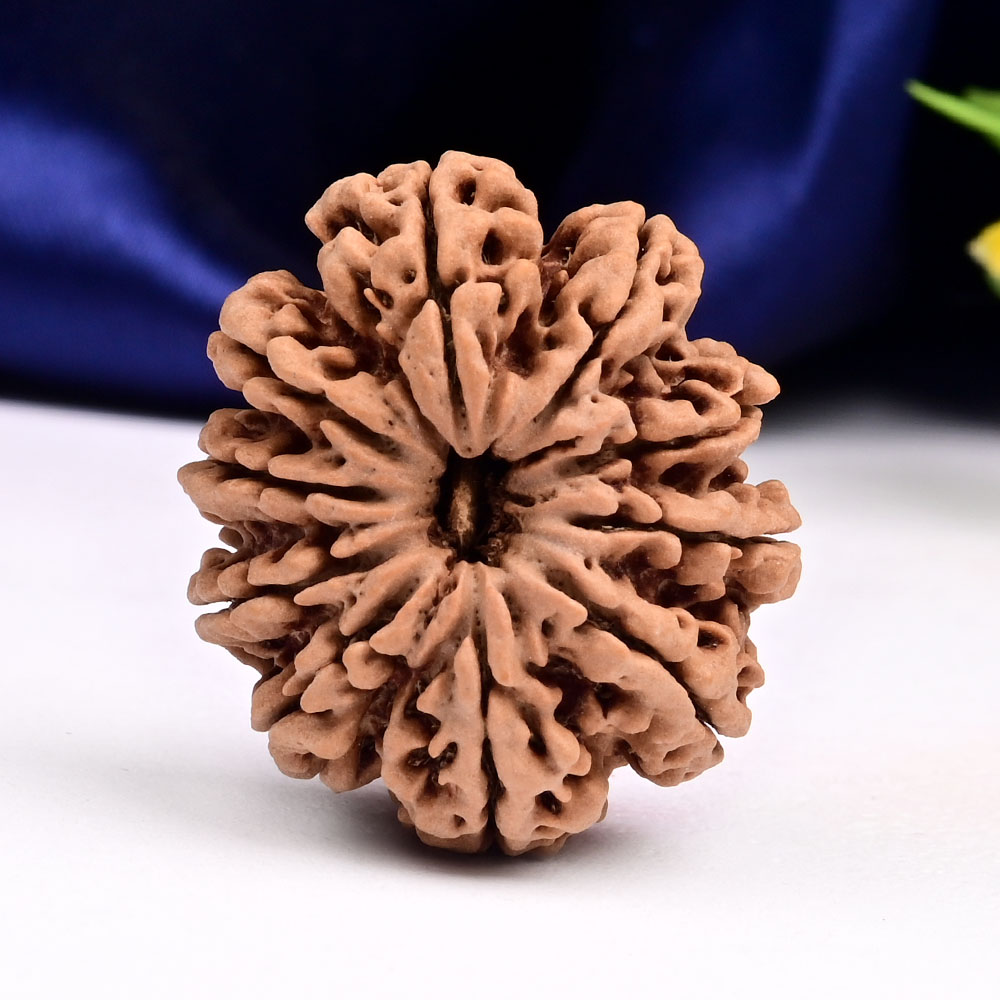 Super Collector 10 Mukhi from Nepal - XXXVI