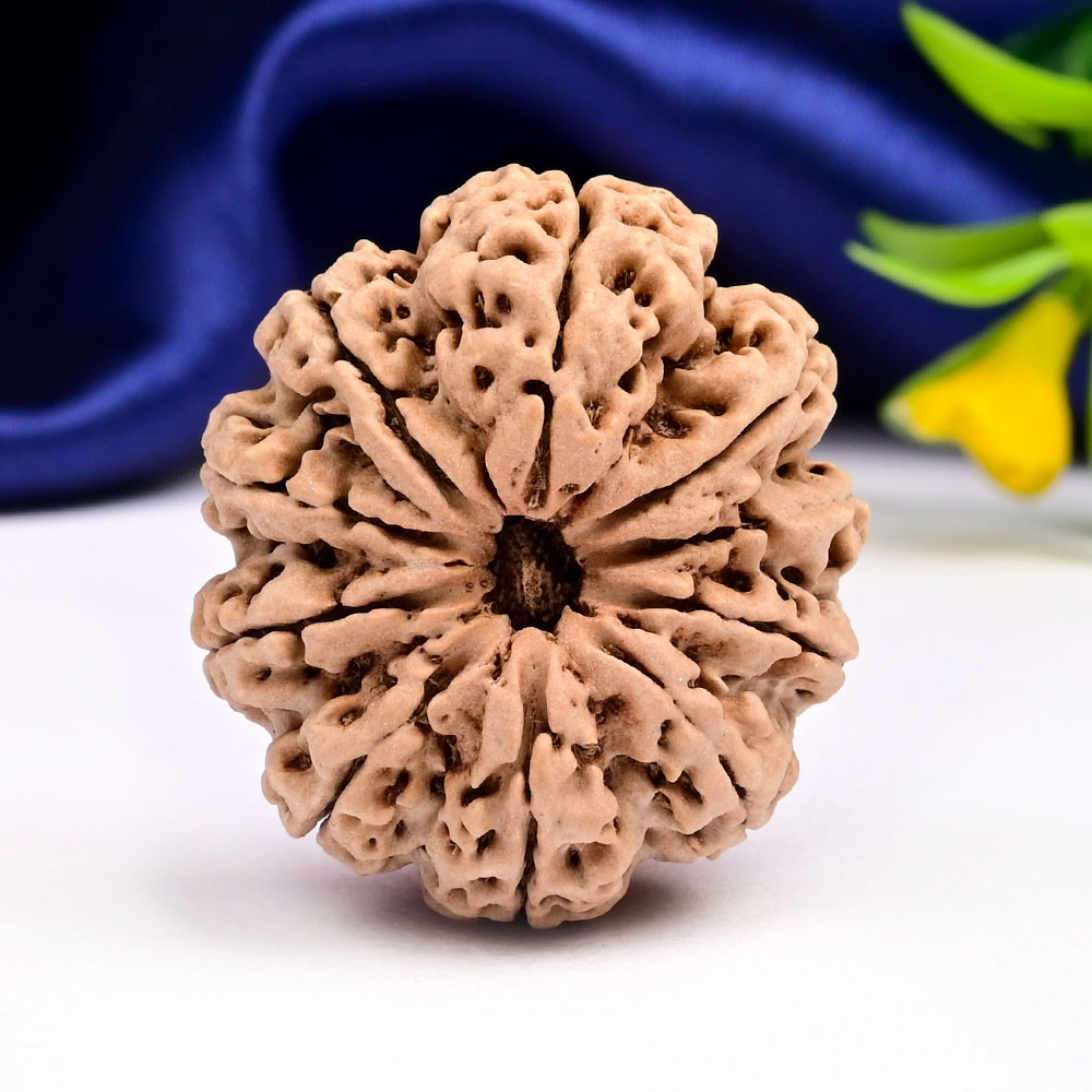 Super Collector 10 Mukhi from Nepal - XXXVII
