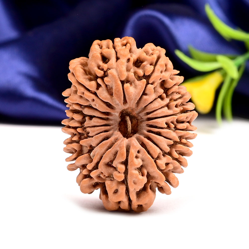 Super Collector 17 Mukhi from Nepal - XII