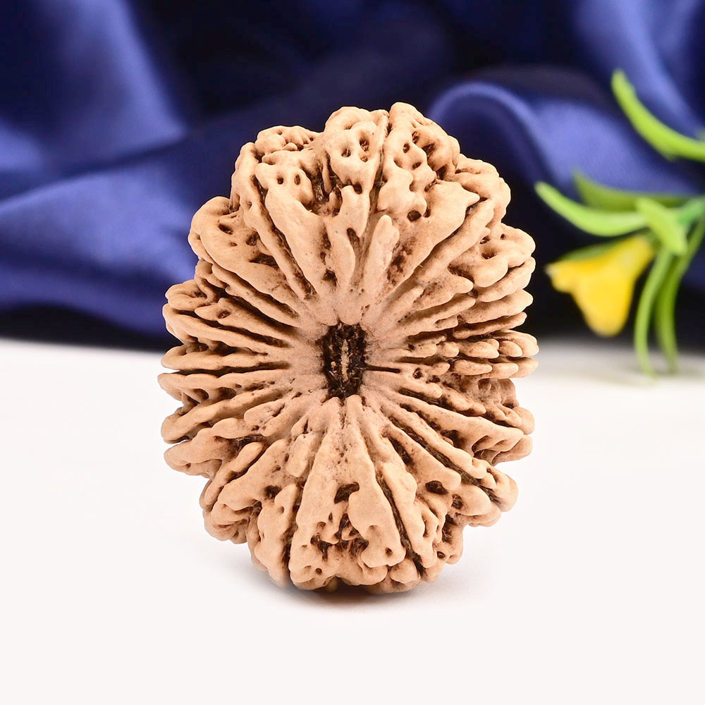 Super Collector 16 Mukhi from Nepal - VI