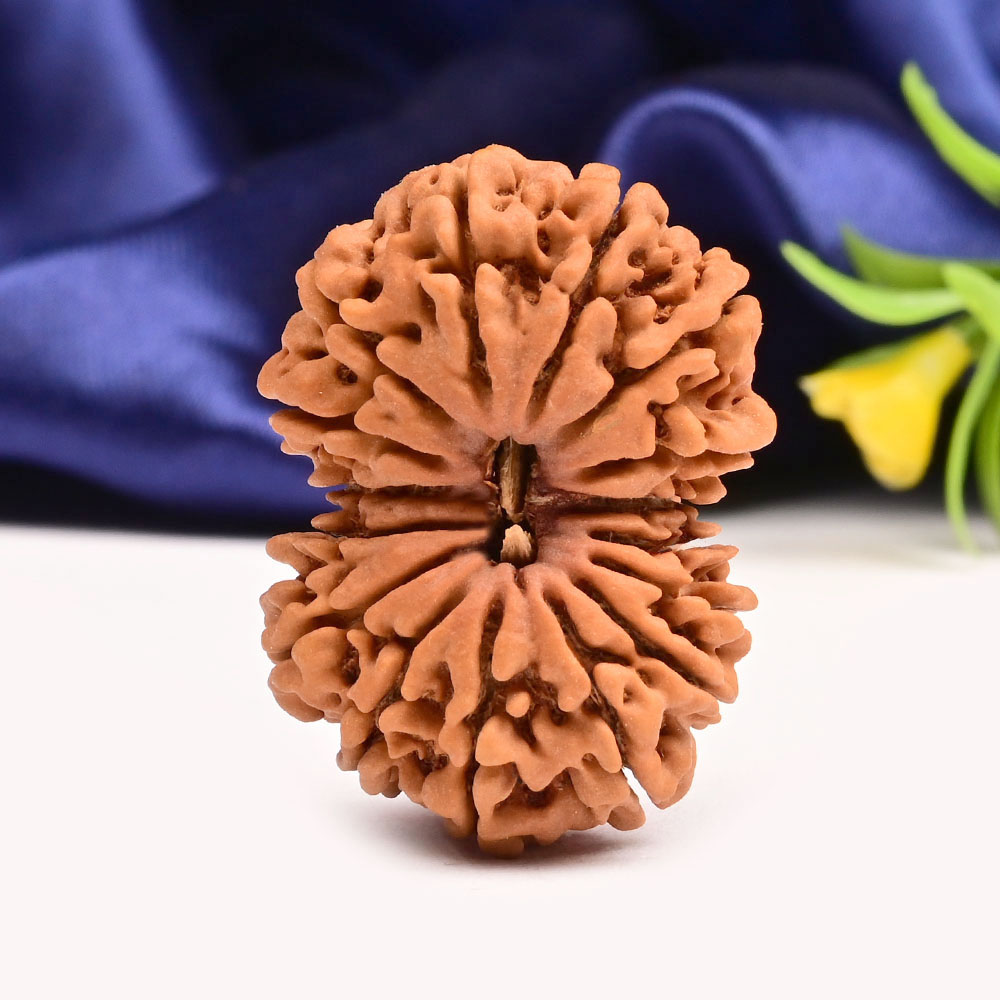 Super Collector 16 Mukhi from Nepal - VII