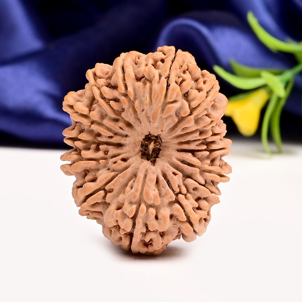 Super Collector 15 Mukhi from Nepal - IX