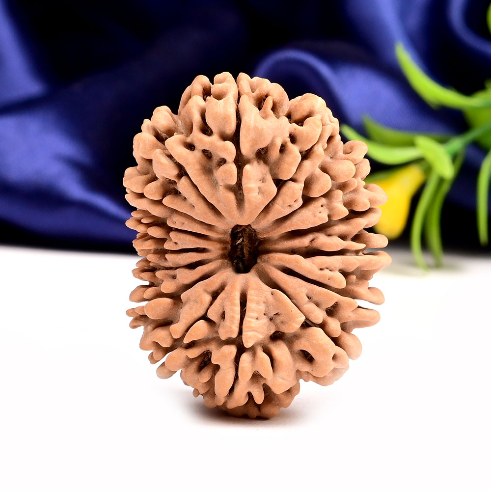 Super Collector 15 Mukhi from Nepal - X