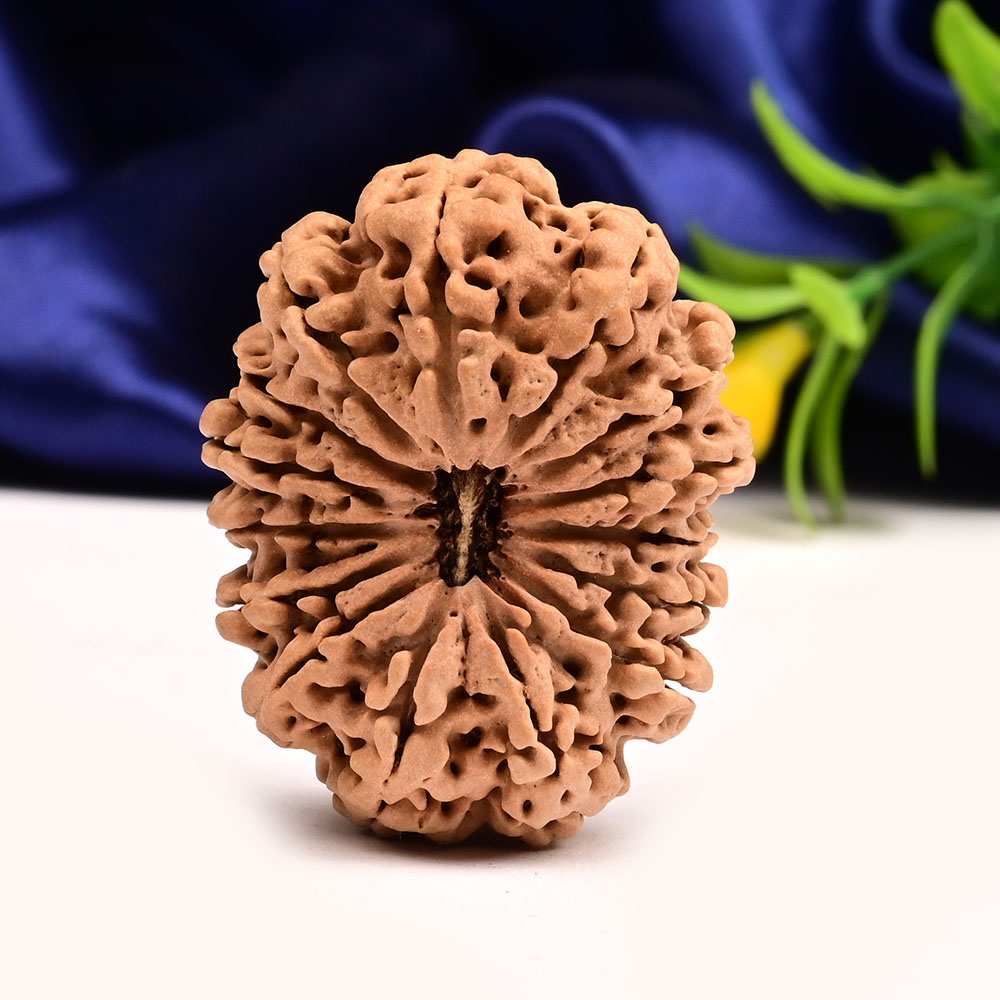 Super Collector 15 Mukhi from Nepal - XI
