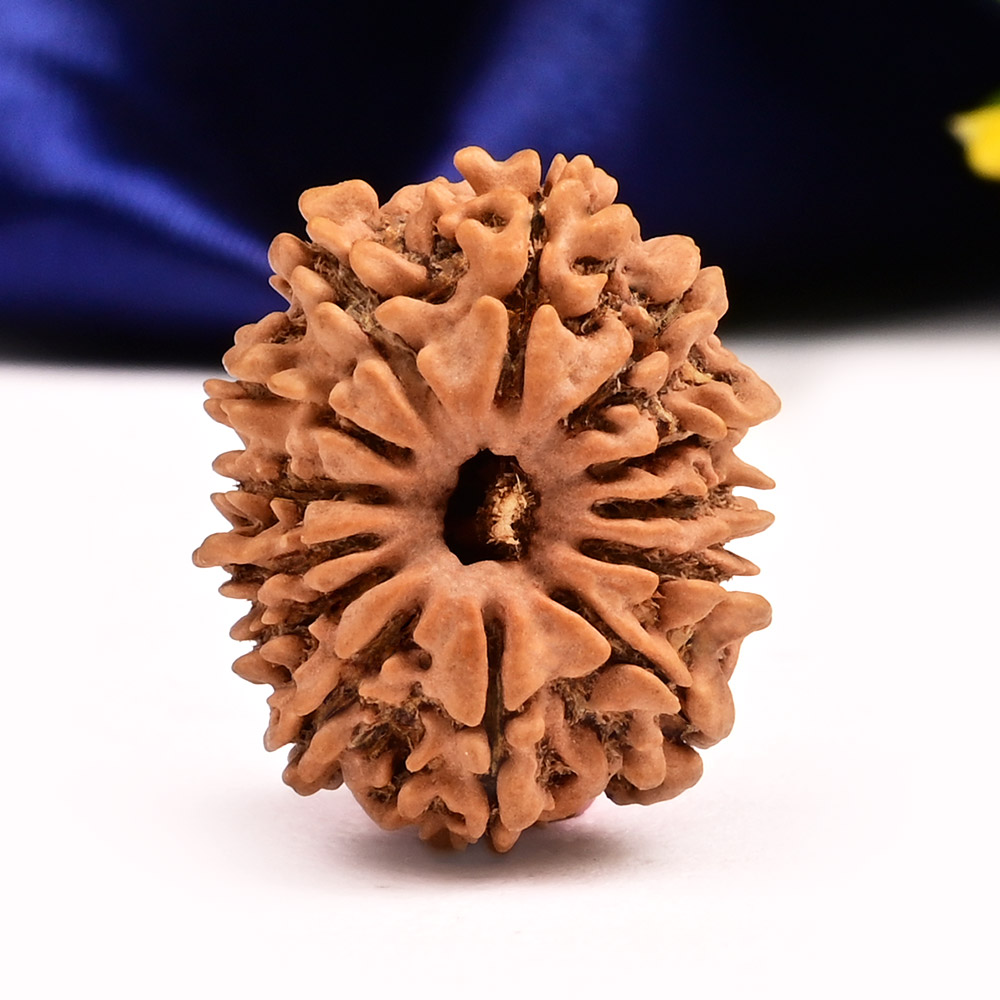 13 Mukhi from Nepal Small - CCCXXVII
