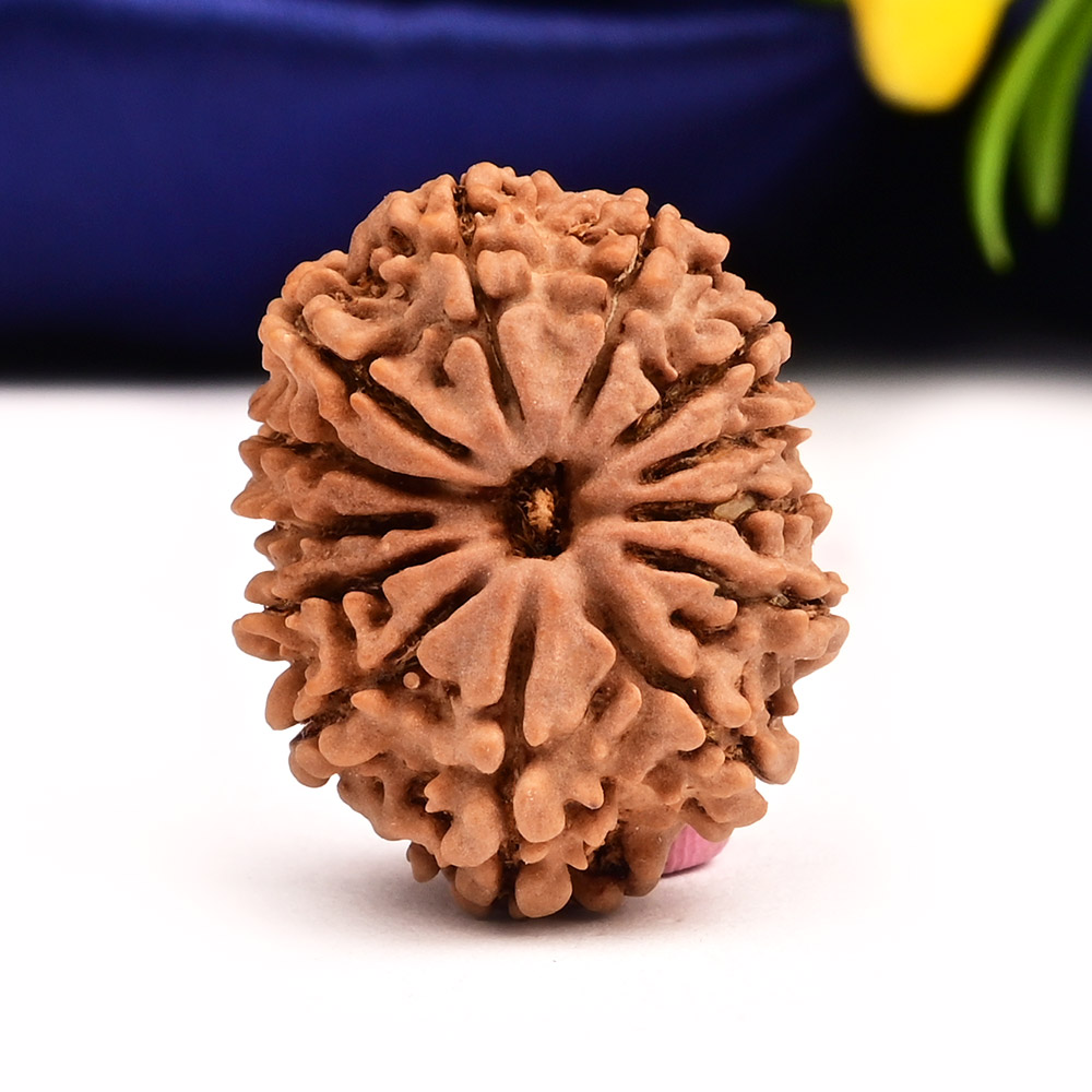 13 Mukhi from Nepal Small - CCCXXIX