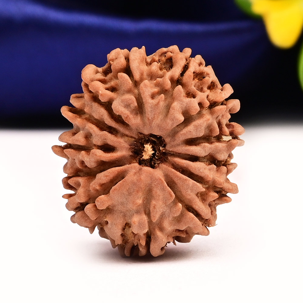 13 Mukhi from Nepal Small - CCCXXX