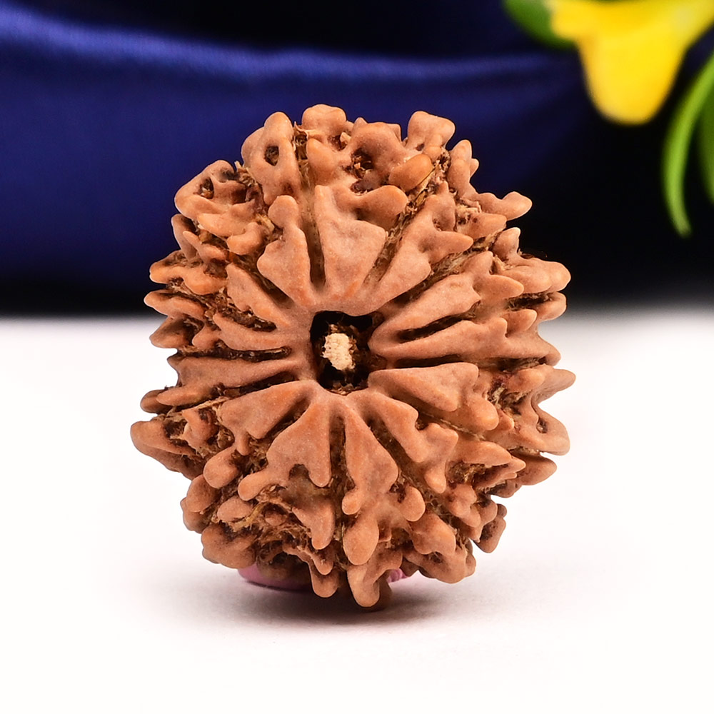 13 Mukhi from Nepal Small - CCCXXXI