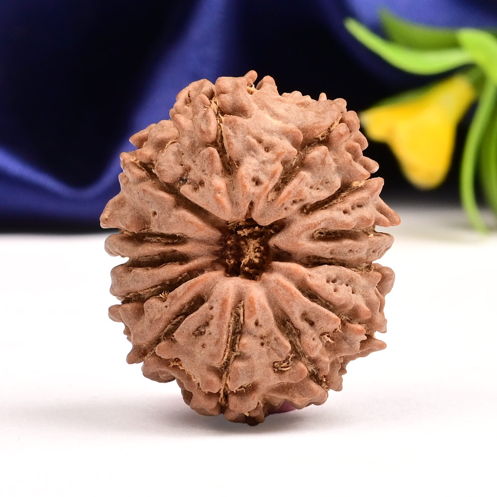 13 Mukhi from Nepal Small - CCCXXXII