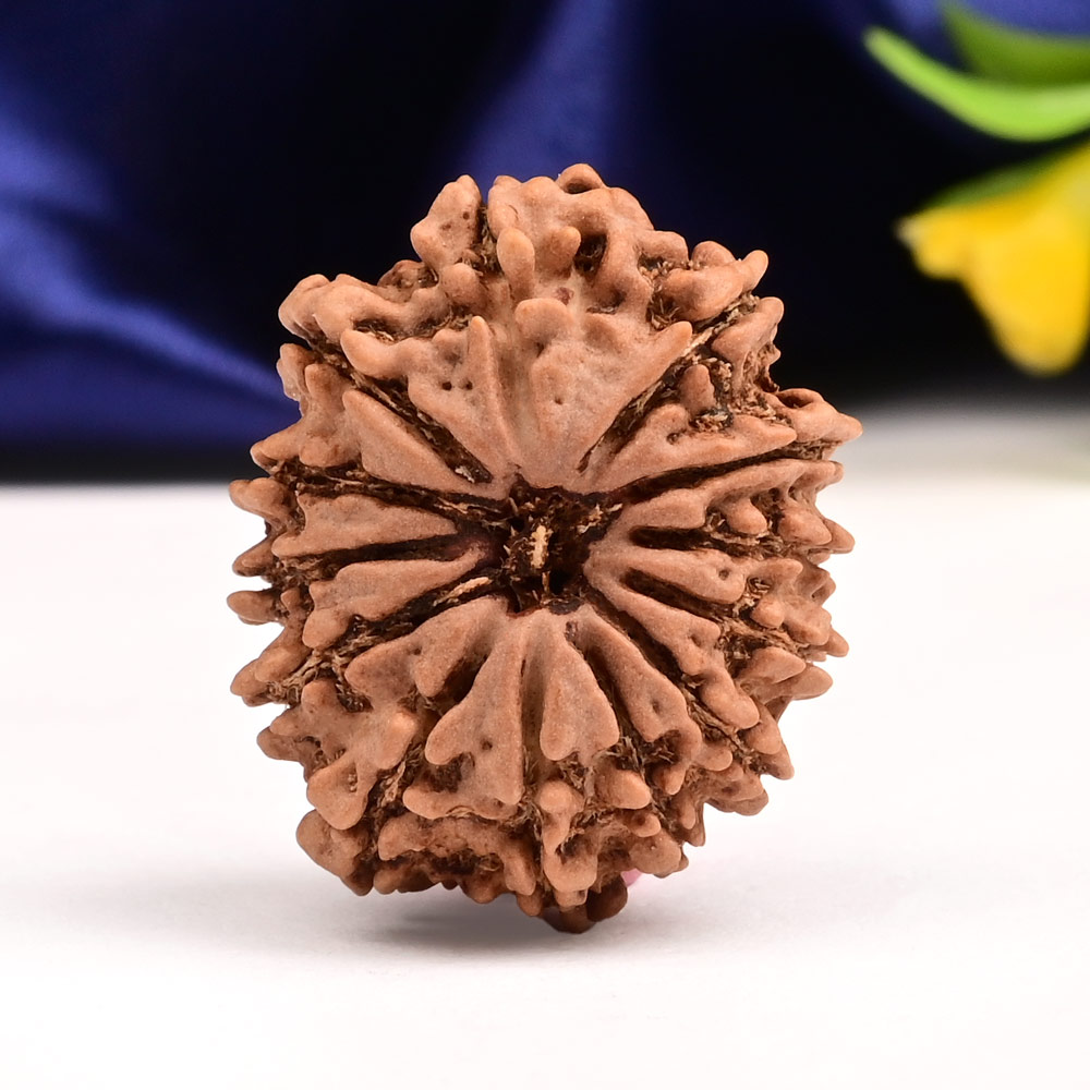 13 Mukhi from Nepal Small - CCCXXXIV