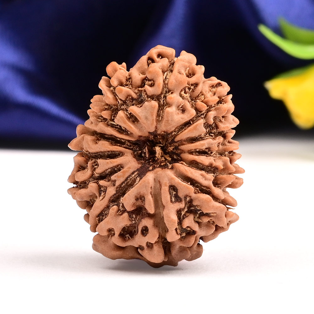 13 Mukhi from Nepal Small - CCCXXXV