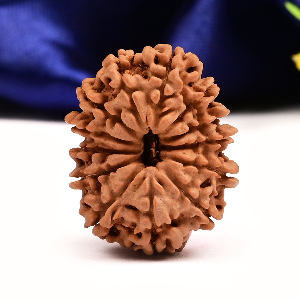 13 Mukhi from Nepal Small - CCCXXXVI